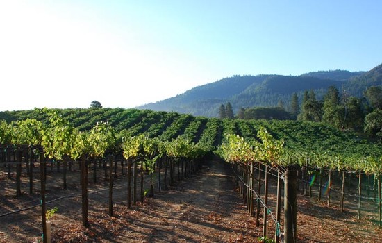 Oberon Napa Valley Vineyards