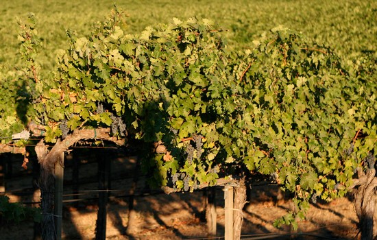 Oberon Wines - Oak Knoll Vineyard