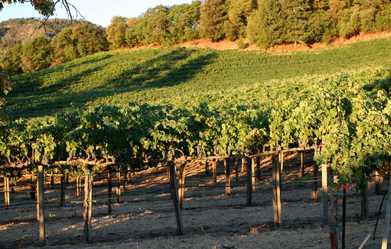 Oberon Wines - Oakville Vineyards