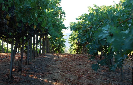 Oberon Wines - Suscol Ridge vineyards