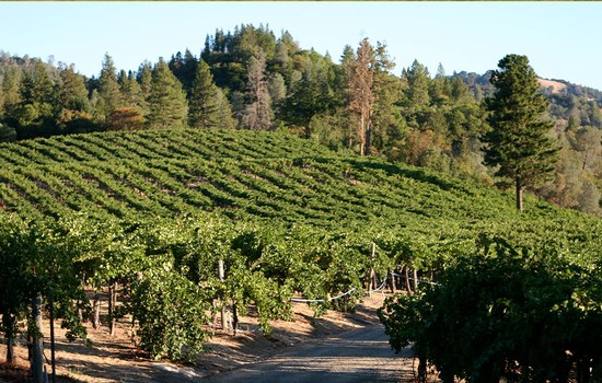 Oberon Wines - Wooden Valley Vineyards